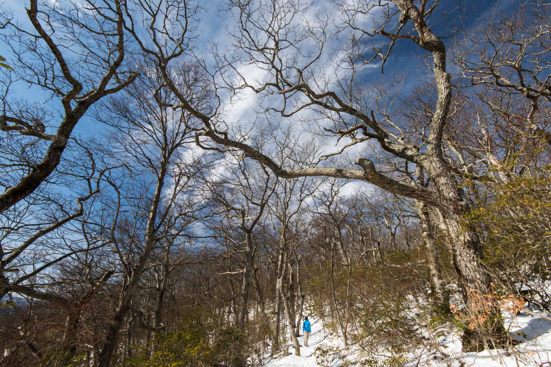 akorn-AOurStateOldGrowthBoone0216-0413