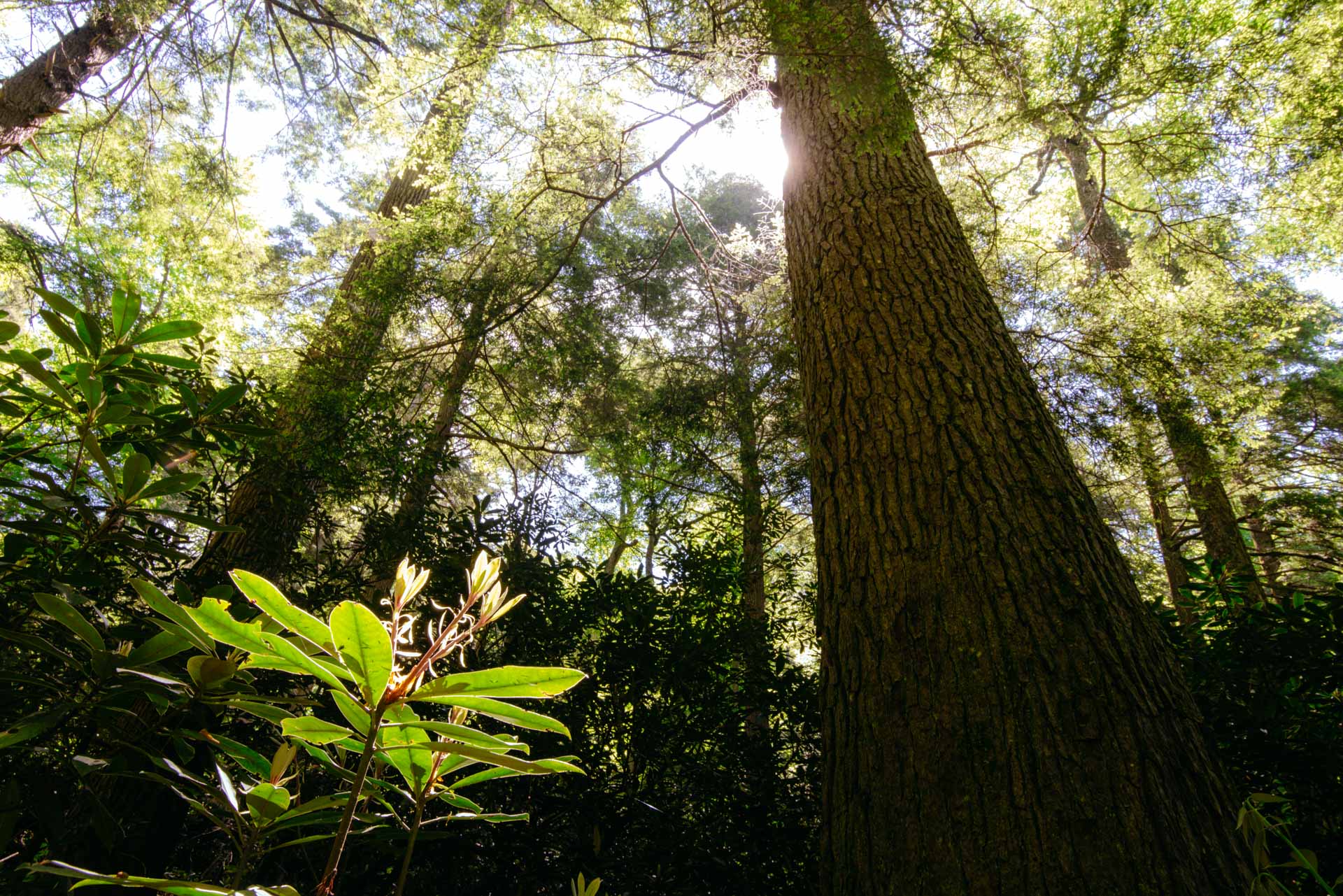 akorn-AOurStateOldGrowthHCLT0516-0376