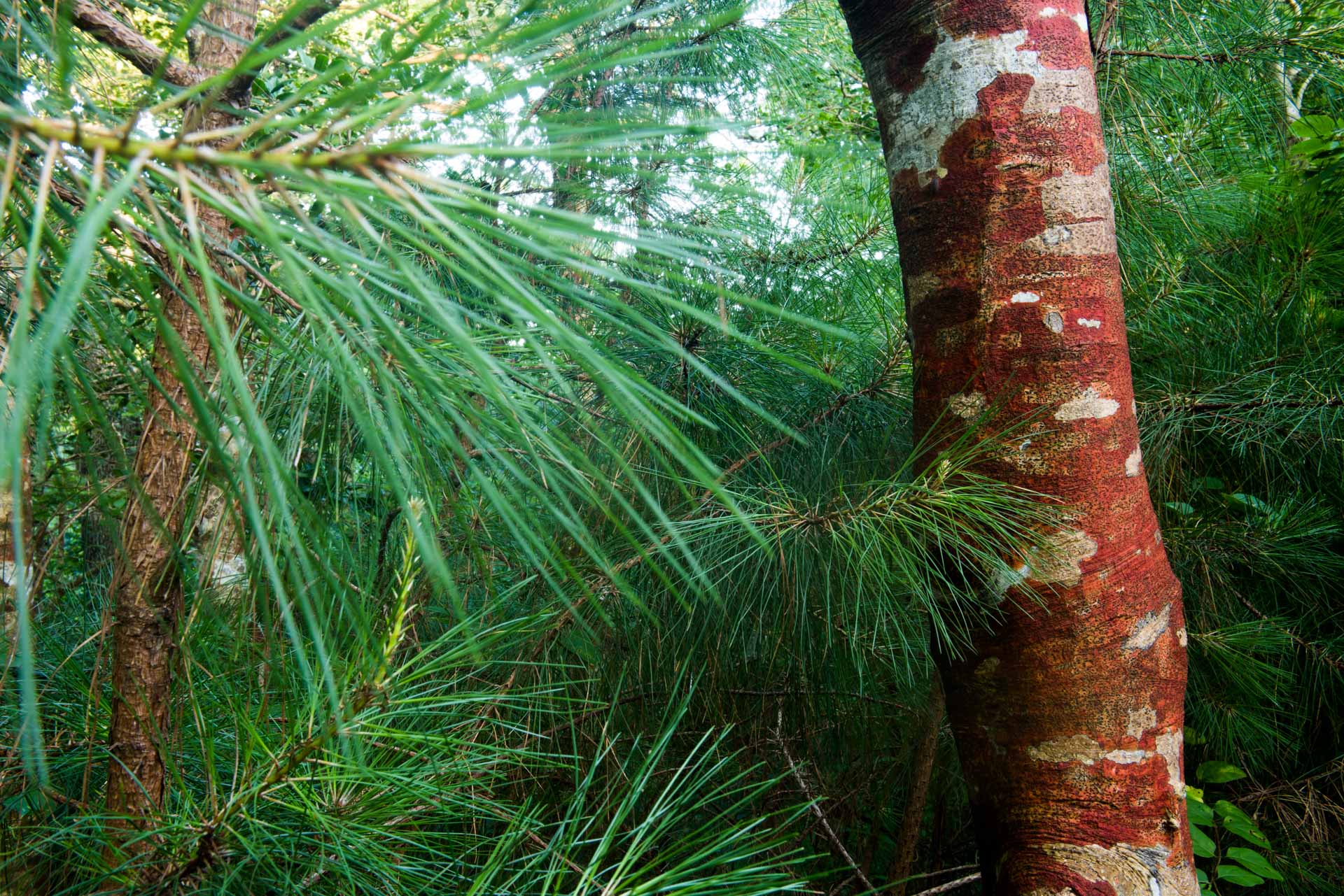 akorn-AOurStateOldGrowthNagsHead0616-0037