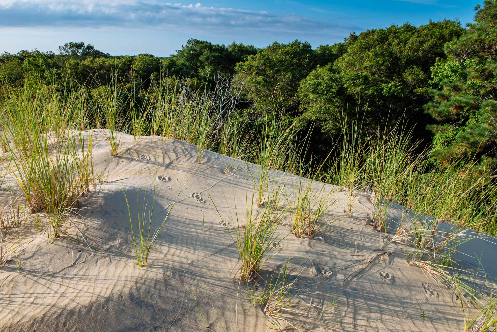 akorn-AOurStateOldGrowthNagsHead0616-0958